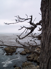 Cypress tree overlooking the Pacific Ocean