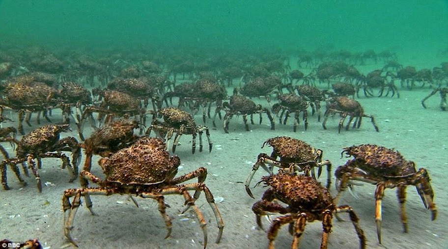 Giant Spider Crabs, um exército no fundo do mar