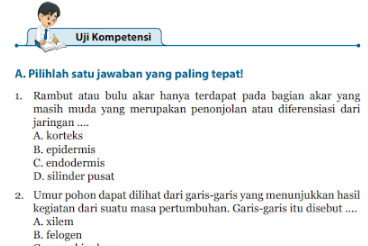 Rambut atau bulu akar hanya terdapat pada bagian akar yang masih muda yang merupakan penonjolan atau