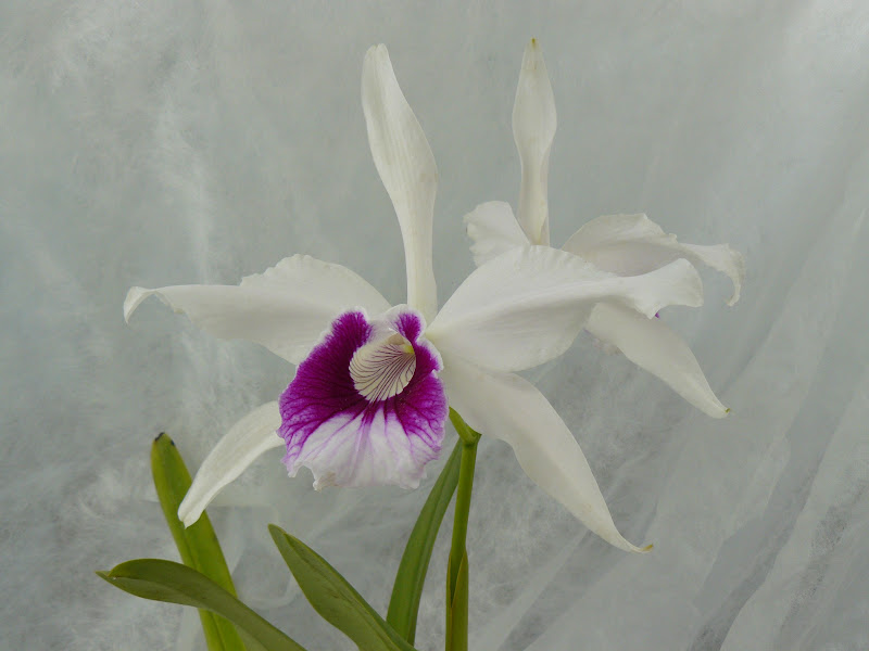 Cattleya (Laelia) purpurata (étiquette : f. flamea x flamea 'Rolf') P1050675