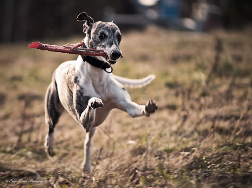 dog-training photo:long island dog training 