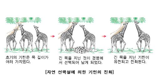 파일:attachment/자연선택/Example.jpg