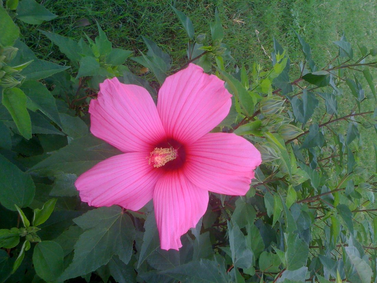 Our Hibiscus is Blooming!