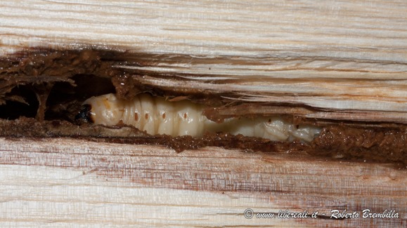 12-larva-Aegosoma-scabricorne-(78)