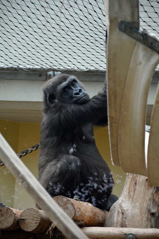 Zoo Heidelberg (17)