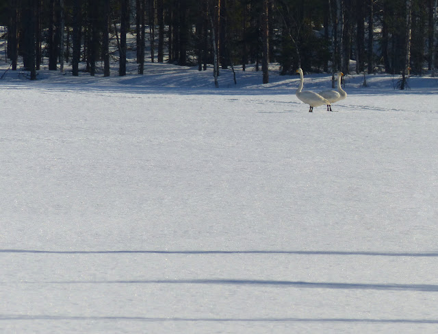 cygnes%2520P1080390.JPG