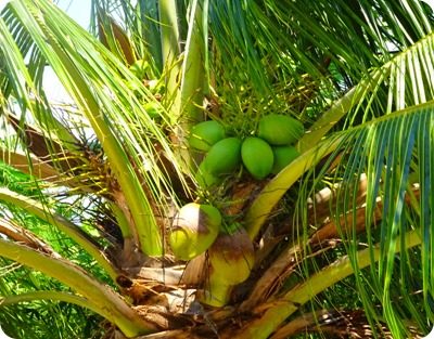 coconuts