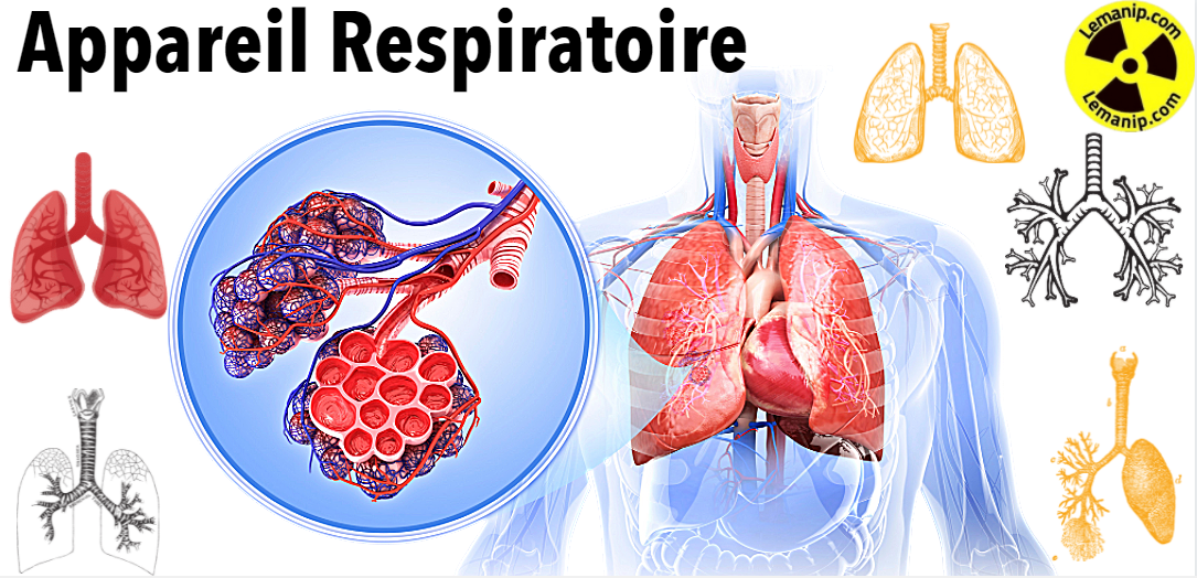 Présentation du système respiratoire - Troubles pulmonaires et des voies  aériennes - Manuels MSD pour le grand public