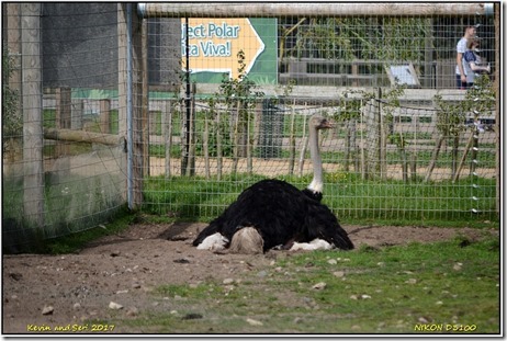 Yorkshire Wildlife Park - August