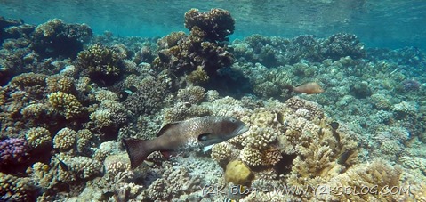 Sotto il mare nella pass di Sud-Est - Fakarava