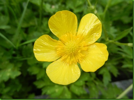 DSCN3885  Meadow Buttercup