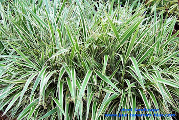 Jual Pohon Lili Paris | Lili Brazil | Petani tanaman hias Jual Pohon Lili Paris | Lili Brazil | Petani tanaman hias