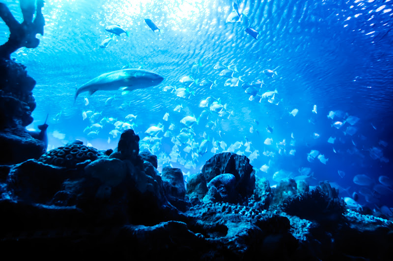 Aquaria KLCC Undersea tunnel Sharks4