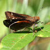 Zabulon Skipper (female)