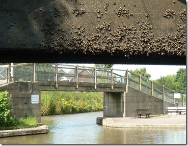 11 mussels on the gate