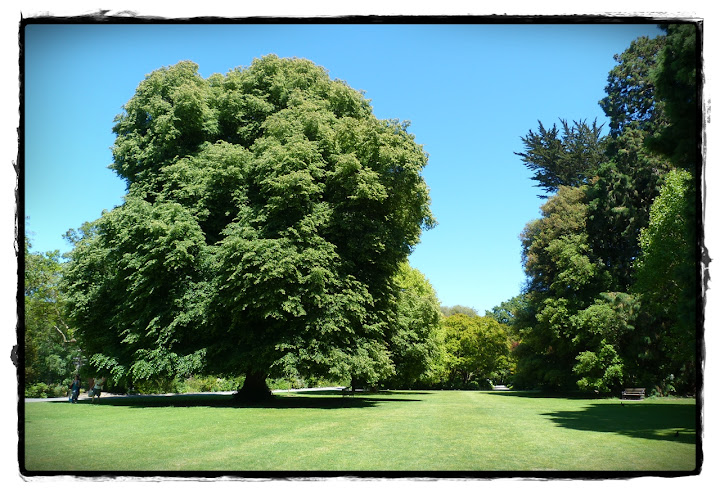 Christchurch y Akaroa - Te Wai Pounamu, verde y azul (Nueva Zelanda isla Sur) (4)