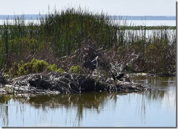 4-Blue Heron winning