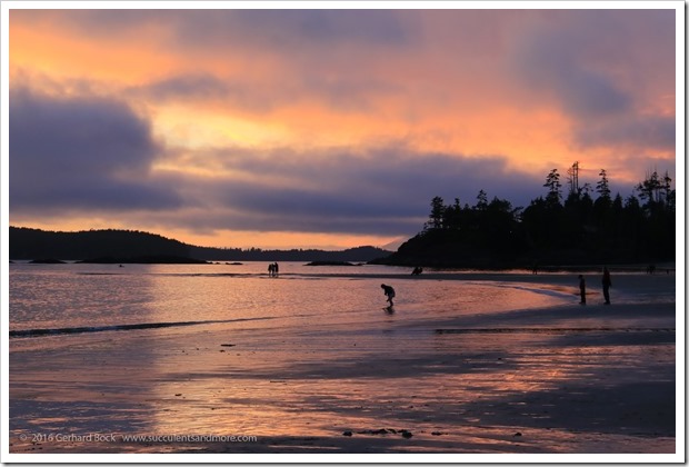 160902_Tofino_MacKenzieBeach_0078