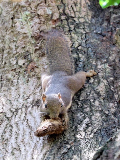 Plantain Squirre Chewing On Mango