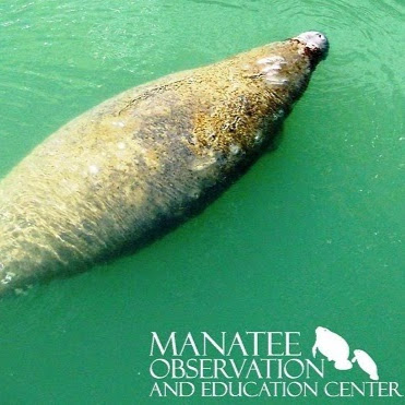 Manatee Observation and Education Center logo