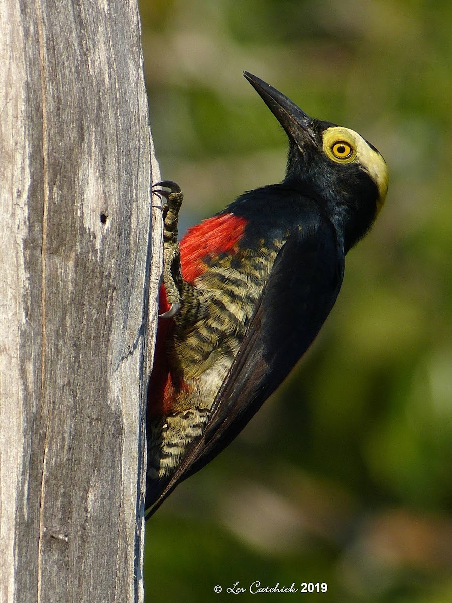 Yellow-tufted woodpecker