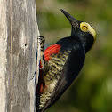 Yellow-tufted woodpecker