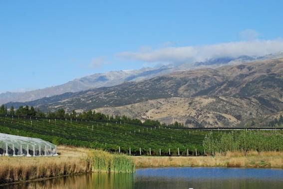 Hauptbild von Maori Point Vineyard Ltd