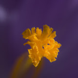Fruehlingserwachen zu Ostern 2009...