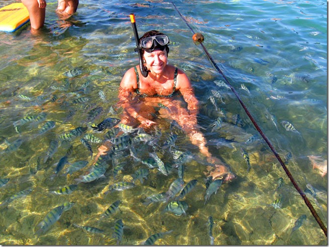 Cardumes nas barreiras d coral de Porto de Galinhas