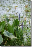 Flowers by the water