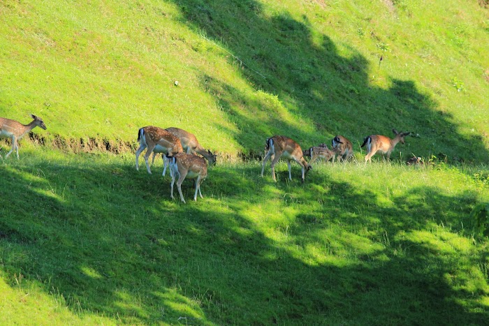 Estrasburgo, Allerheiligen, Schauenburg y Offenburg -MARTES 4 DE JULIO - 15 días por la Selva Negra y la Alsacia Francesa (3)