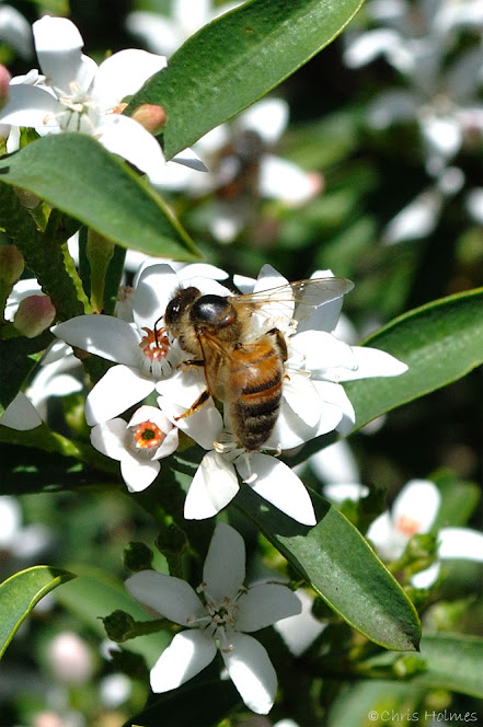 Misc Nature Photo's Thread - Page 21 %252521DSC_0102-Bee