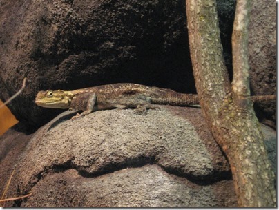 IMG_0337 Agama Lizard at the Oregon Zoo in Portland, Oregon on November 10, 2009