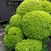 Jardin japonais traditionnel