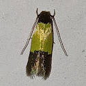 Macro fungus moth