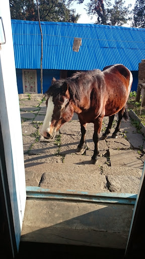 Копра трек. Тоже Аннапурна, но другая...