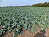 Cabbage fields - hundreds of them