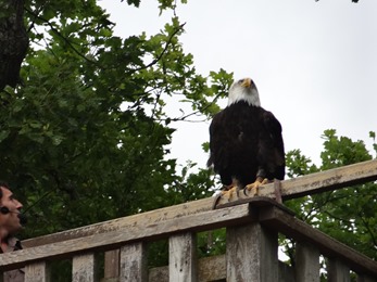 2018.08.25-030 rapace