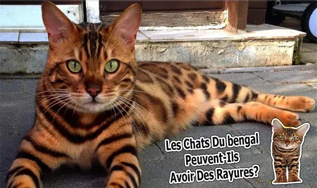 chat du bengal