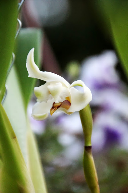Maxillaria augustae-victoriae IMG_8363