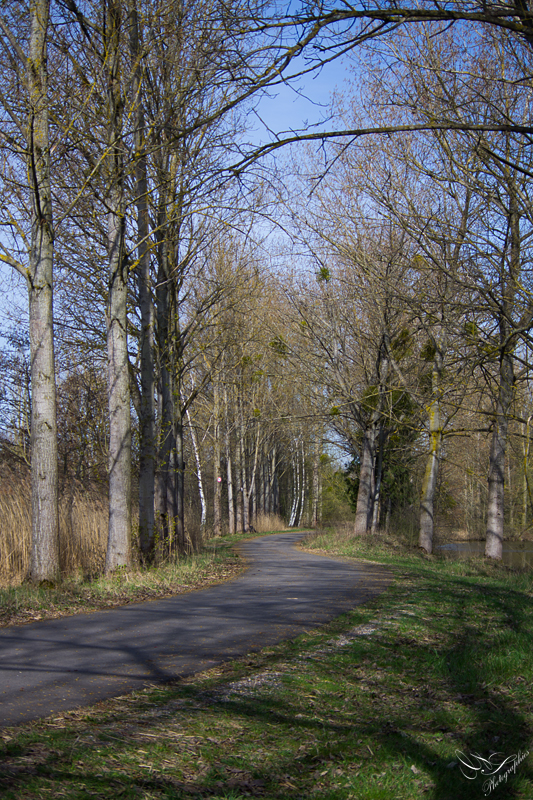 Sur le chemin des étangs. SEBY2347