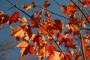 Maple leaves in the wind