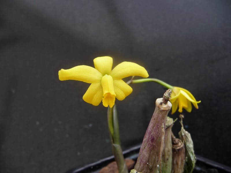 Cattleya (Laelia) bradei P1170878