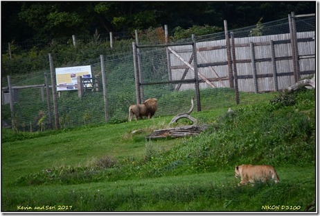 Yorkshire Wildlife Park - August