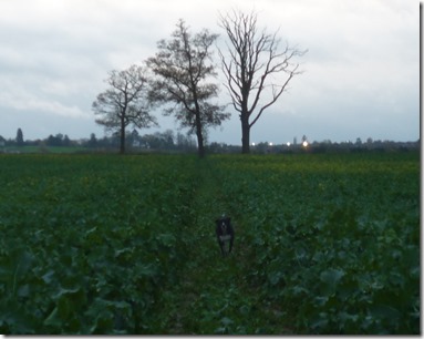 6 flying through forage brassica