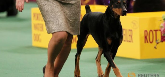 Kentucky Best Cities For Dogs Kentucky Best Cities For Dogs