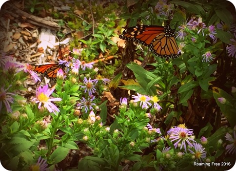 Monarch Butterflies