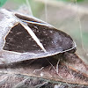 Triangular-Striped Moth