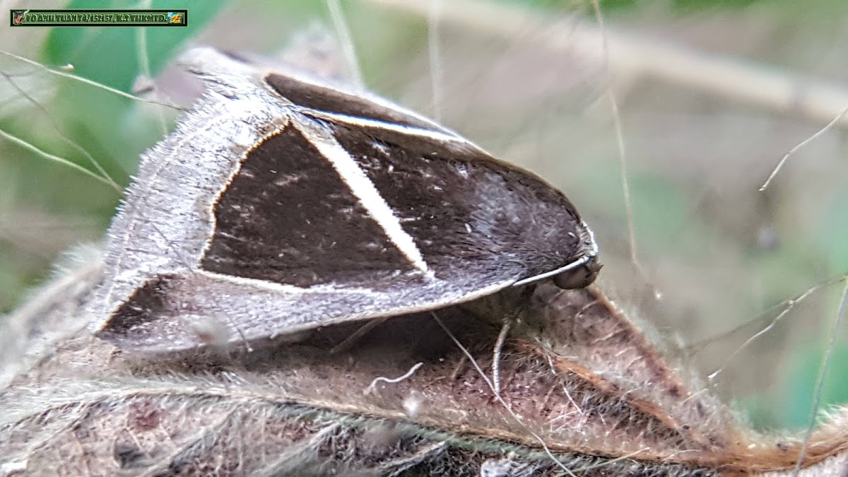 Triangular-Striped Moth