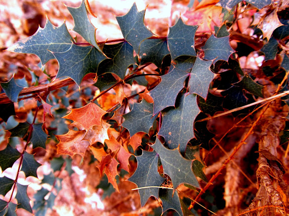 Fremont's Mahonia in Keg Spring Canyon